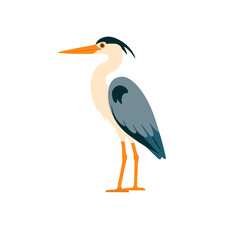 Obraz premium A beautiful grey heron bird with an orange beak standing calmly on a white background