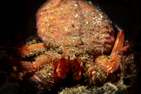 Pagurus prideaux Anemone Hermit Crab in the Marmara Sea