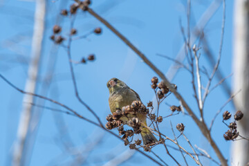 枯れ枝の隙間からこちらを見つめる野鳥カワラヒワの姿