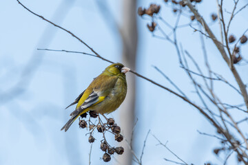 冬の青空を背景に枯れ枝の実を食べる野鳥のカワラヒワ