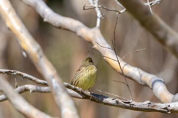 冬の枯れ枝に止まり周囲を警戒する黄色いお腹のアオジ