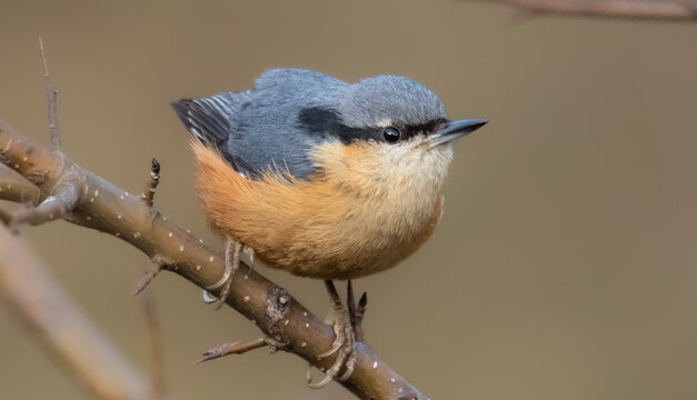 white tailed nuthatch 