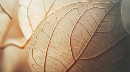 Nature abstract showing veins of leaves with a focus on flower petals captured in neutral colors and soft textures in a natural setting during daylight