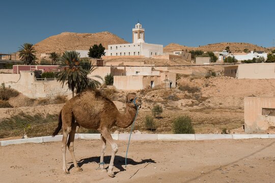 Camel and mosque in Matmata city. Tunisia. Africa. 