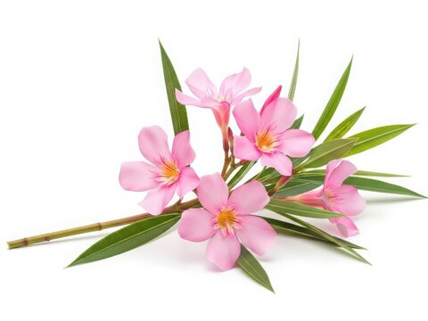 Beautiful pink oleander flowers with green leaves