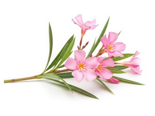 Beautiful pink oleander flower branch isolated on white background