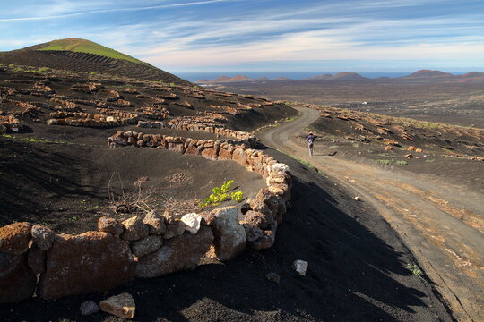 Stunning landscape of dark lava vineyards growing on volcanic soil in La Geria, Lanzarote, Canary Islands, Spain, with a pattern of half-moon drystone walls (zocos) 