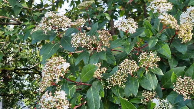 Beautiful white viburnum tinus flowers, also known as laurustinus, gently swaying in a spring breeze. Detailed view of the shrub in bloom