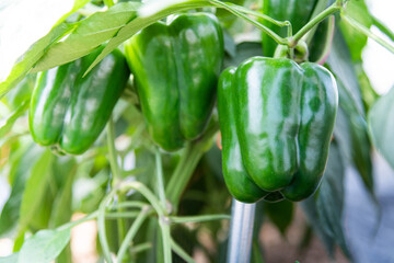 Green bell peppers growing in a field