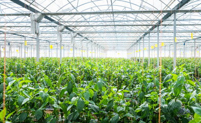 Green peppers growing in an agricultural field