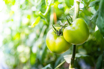 Unripe green tomatoes growing in the agricultural field