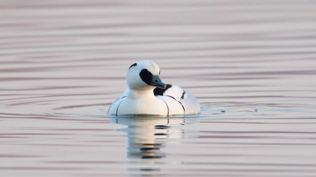 Smew Duck Swimming on Calm Water Before Diving