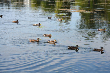 A group of wild ducks swimming on the calm surface of the Korana river in Karlovac with green...