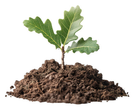 Oak sapling shows fresh green leaves with a small stem growing from dark brown soil. The sapling stands alone against a transparent backdrop