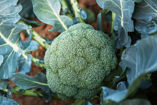 Green broccoli growing in the agricultural field