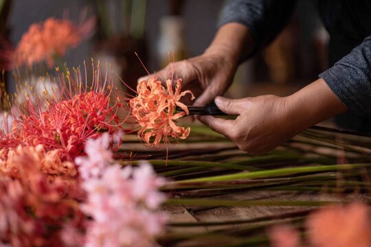 Person gathers a bouquet lycoris radiata (lycorys) flower stalks with long stems for indoor arrangement