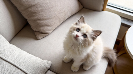 A Cream & White Ragdoll long-haired kitten kitten around 3 months old