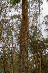 Fototapeta premium Tall tree with a brown trunk is surrounded by many other trees