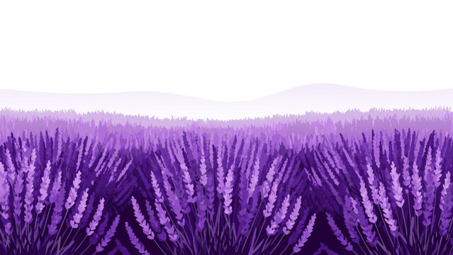 Beautiful vector illustration of a lavender field in bloom, a serene and fragrant natural landscape