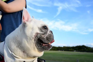 Fototapeten Französische Bulldogge 散歩  © SumLine factory