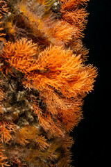 Eunicella cavolini Coral Colonies in the Marmara Sea © Murat