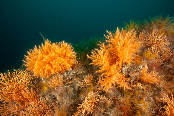 Eunicella cavolini Coral Colonies in the Marmara Sea © Murat