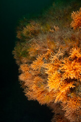 Eunicella cavolini Coral Colonies in the Marmara Sea © Murat