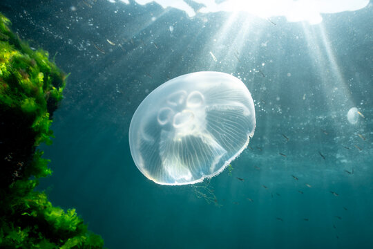 Moon Jellyfish (Aurelia aurita) in the Marmara Sea
