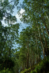 Fototapeta premium Forest with a clear blue sky above it