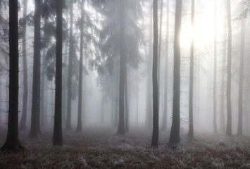 Misty beech forest on the mountain slope in a nature reserve.