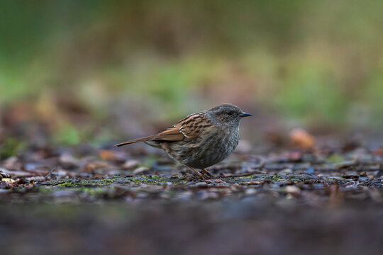 Dunnock foraging on woodland floor
