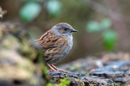 Dunnock emerging from rocky setting
