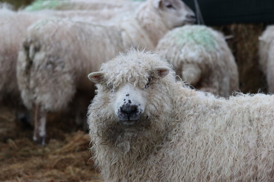 Greyface Dartmoor sheep in a field