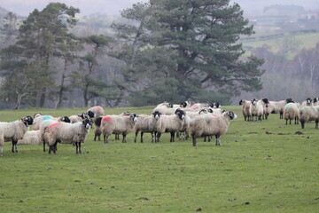 Obraz premium Sheep in a field in spring