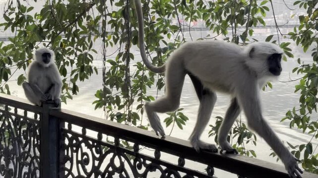 Gray langur monkeys sitting on a railing among trees in Rishikesh, India. Handheld wildlife footage showing social behavior in a semi-urban environment.