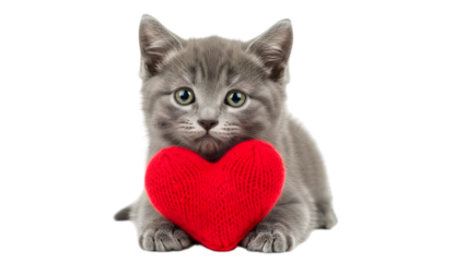Gray cat holding red heart isolated on a transparent background kitten