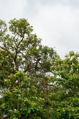 Fototapeta premium Bird is perched on a tree branch in a lush green forest