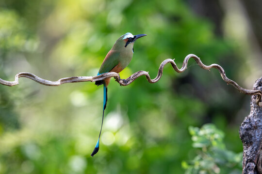 The turquoise-browed motmot, Eumomota superciliosa is a medium-sized bird