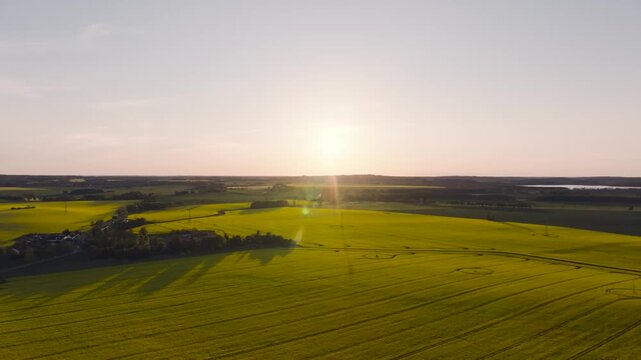 Ruegen sunset over rapeseed
