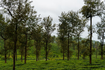 Obraz premium Forest with many trees and a cloudy sky