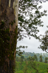 Tree with moss growing on it is seen through a window