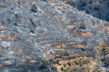 Parched ground shows the aftermath of a devastating wildfire that swept through the forest, leaving charred trees and blackened soil in a remote location during daylight hours. Wildfire Cyprus