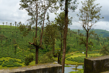 Lush green forest with a small pond in the middle