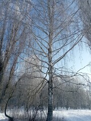 Fototapeta premium Winter birch tree fully covered with frost in sunny park, full height view, bright winter light, calm seasonal atmosphere