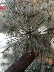 Naklejka premium Pine branch in winter macro view, evergreen needles with frost, soft natural light, shallow depth of field, minimal composition