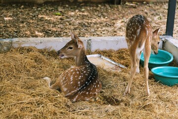 Two deer resting and standing in captive environment, showing wildlife care and conservation setting.