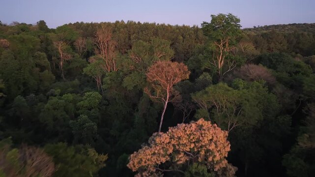 Drone gliding through dense Atlantic Forest canopy in Misiones Argentina at sunset shows native trees including flowering lapacho Handroanthus spp and yerba mate Ilex paraguariensis at sunset