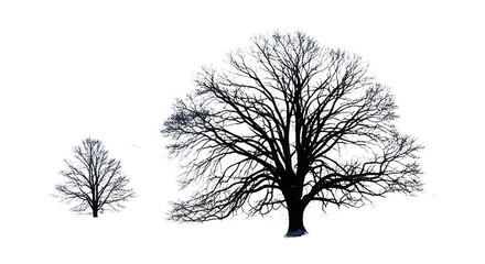 Two bare trees isolated on transparent background in silhouette
