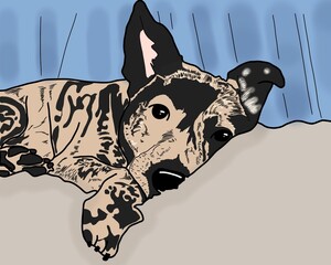 한국 토종견 호구 진돗개 