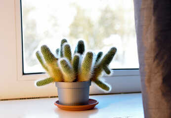 Mammillaria VETULA elongata (Mammillaria gracilis) cactus.